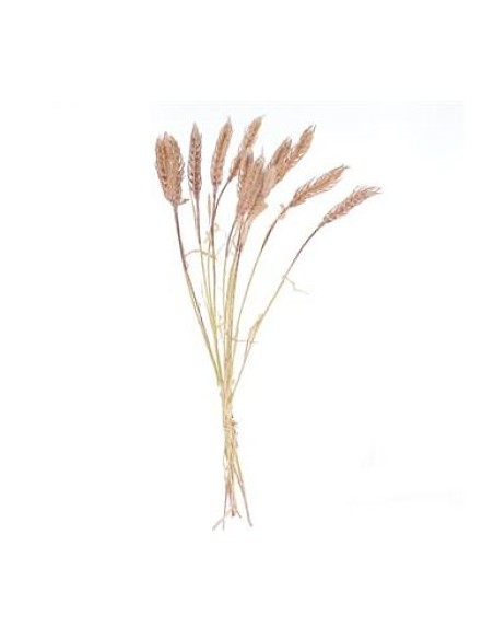 GRAMINEA HORDEUM (7629-05)
