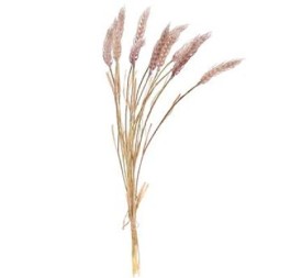GRAMINEA HORDEUM (7629-71)