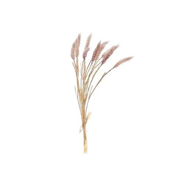 GRAMINEA HORDEUM (7629-71)