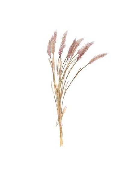 GRAMINEA HORDEUM (7629-71)