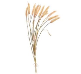 GRAMINEA HORDEUM (7629-31)