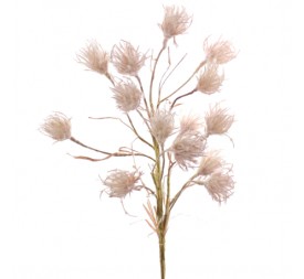 GRAMINEA BROMUS (7631-71)