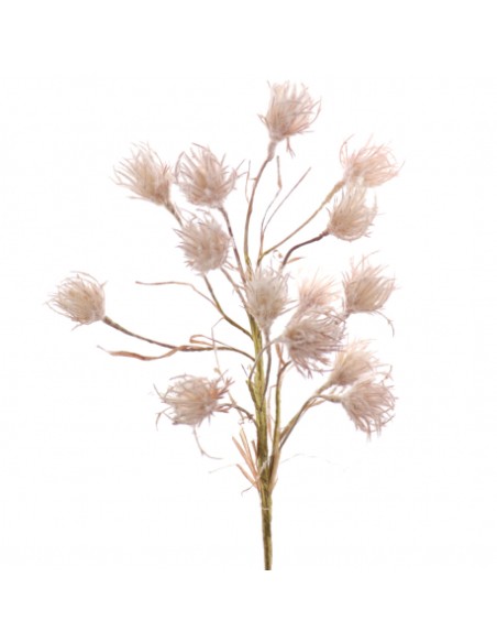 GRAMINEA BROMUS (7631-71)