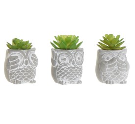PLANTA CEMENTO PE 7X7X10 3 SURTIDO