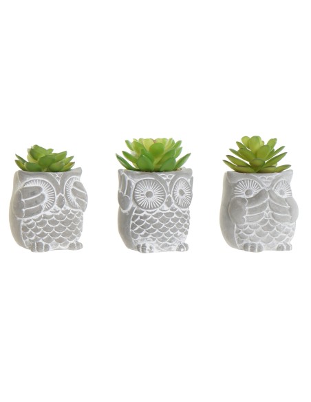 PLANTA CEMENTO PE 7X7X10 3 SURTIDO