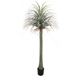 BEAUCARNEA (7143-09)