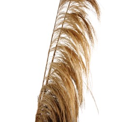 UVA STALK 180 cms NATURAL (01)