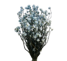 AMMOBIUM 30 cms. AZUL (70)