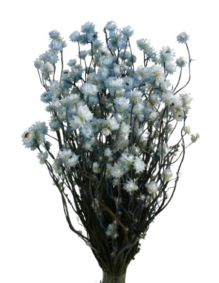 AMMOBIUM 30 cms. AZUL (70)