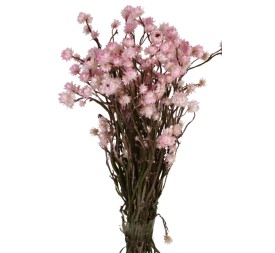 AMMOBIUM 30 cms. ROSA (40)