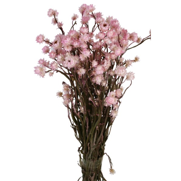 AMMOBIUM 30 cms. ROSA (40)