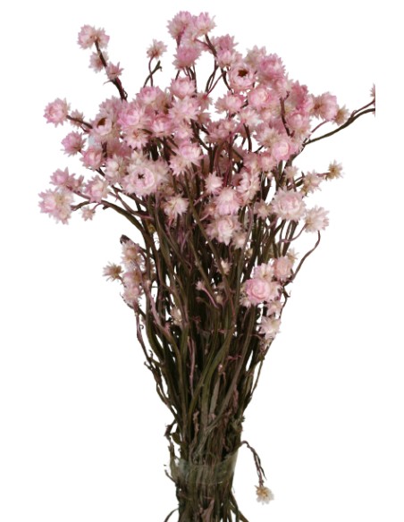 AMMOBIUM 30 cms. ROSA (40)