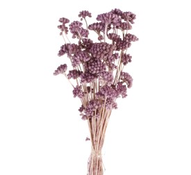 LONAS PRESS 50 cms. MORADO (80)