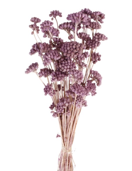 LONAS PRESS 50 cms. MORADO (80)