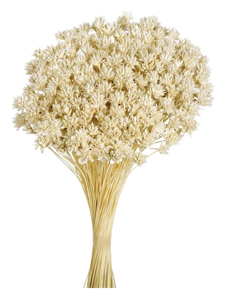 HILL FLOWER 45 cms. BLANCO (00)