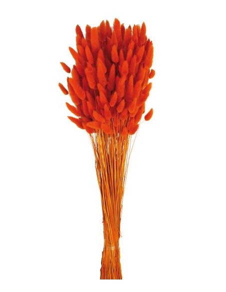 LAGURUS 60 cms.  NARANJA (22)