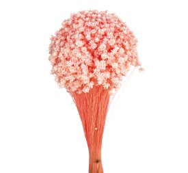 GLIXIA 50 cms. ROSA (40)