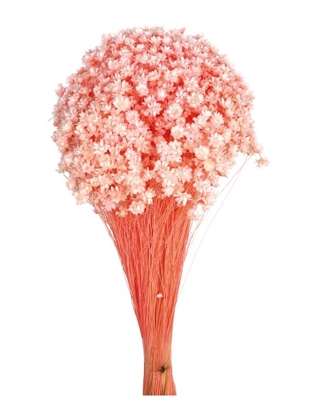 GLIXIA 50 cms. ROSA (40)