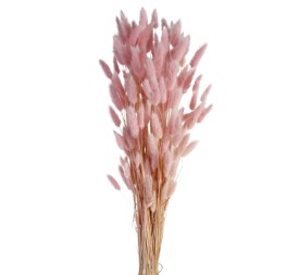 LAGURUS 60 cms. ROSA (40)