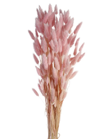 LAGURUS 60 cms. ROSA (40)