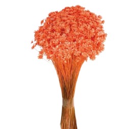 GLIXIA 50 cms. SALMON (50)