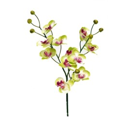 ORQUIDEA X11 VERDE 58CM(11CM