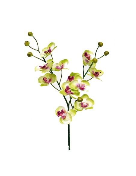 ORQUIDEA X11 VERDE 58CM(11CM
