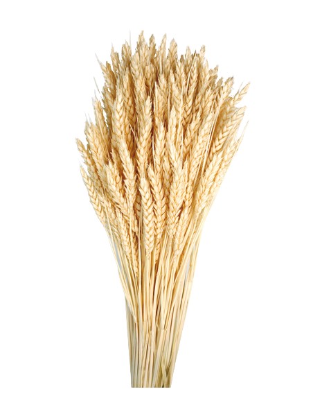 TRIGO FLO 80 cms. AMARILLO (F10)