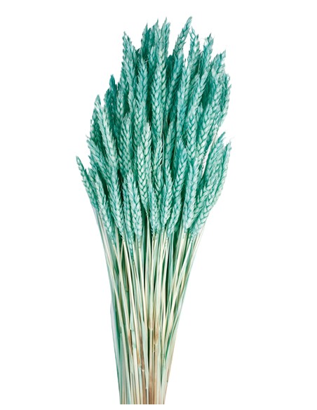 TRIGO FLO 80 cms. AZUL (75)