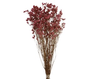 SINESIS PRESS. 40/50 cms. FUCSIA CLARO (43)