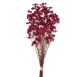 SINESIS PRESS. 40/50 cms. ROSA (45)