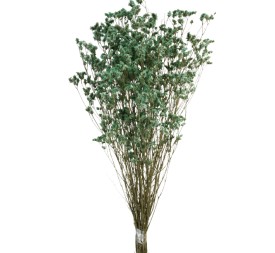 SINESIS PRESS. 40/50 cms. VERDE ESMERALDA (75)