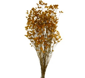 SINESIS PRESS. 40/50 cms. AMARILLO (16)