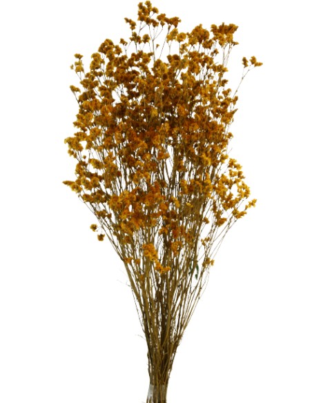 SINESIS PRESS. 40/50 cms. AMARILLO (16)