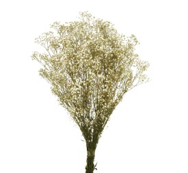 PANICULATA NATURAL PRESERVADO 40-60CM