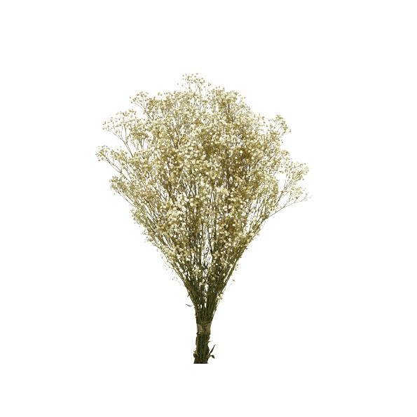 PANICULATA NATURAL  PRESS 60CMS NATURAL (01)