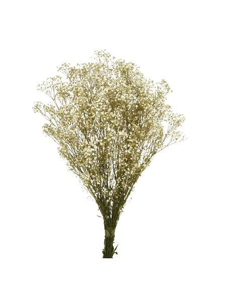 PANICULATA NATURAL  PRESS 60CMS NATURAL (01)