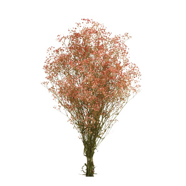 PANICULATA PRESS ROSA  60cms. (45)