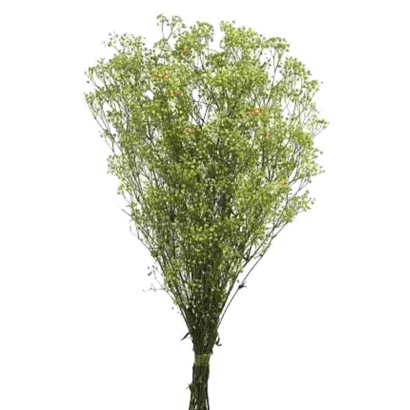 PANICULATA PRESS VERDE 60 cms. (60)