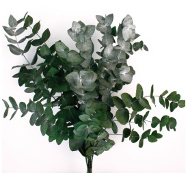 EUCALYPTUS ESPIRAL VERDE PRES. VERDE (67)
