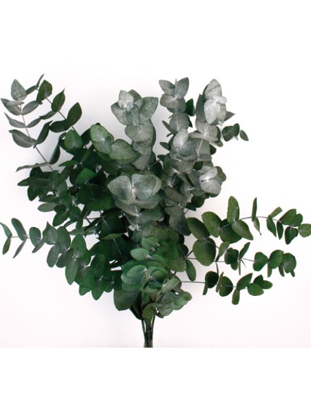 EUCALYPTUS ESPIRAL VERDE PRES. VERDE (67)