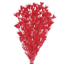 NIGELLA ORIENTALIS 50 cms. ROSA (45)