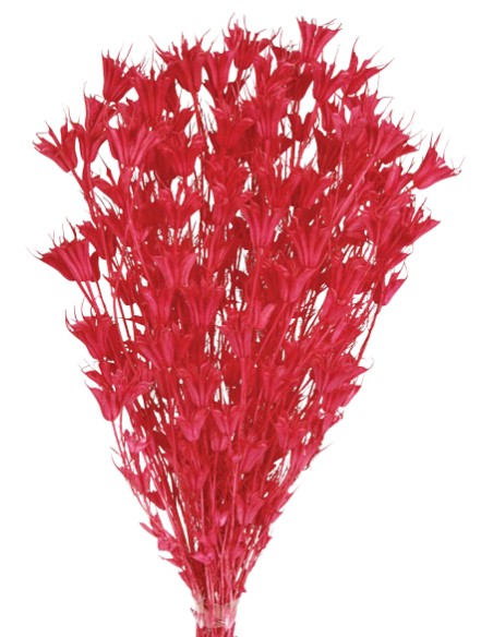 NIGELLA ORIENTALIS 50 cms. ROSA (45)