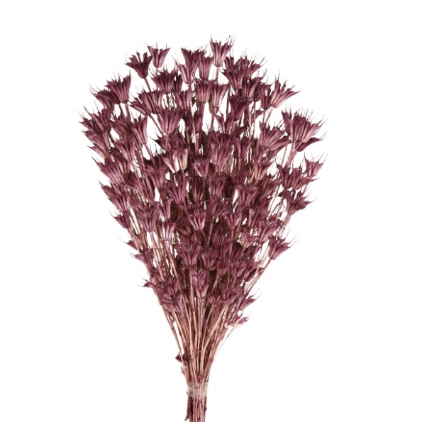 NIGELLA ORIENTALIS 50 cms. MORADO (80)