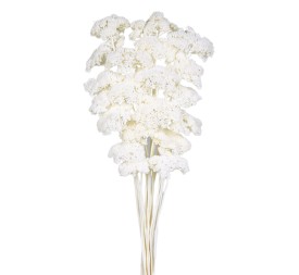 ACHILLEA FILIPENDULINA 70 cms. BLANCO (00)