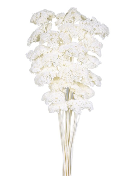 ACHILLEA FILIPENDULINA 70 cms. BLANCO (00)