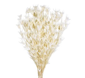 NIGELLA ORIENTALIS 50 cms. BLANCO (00)