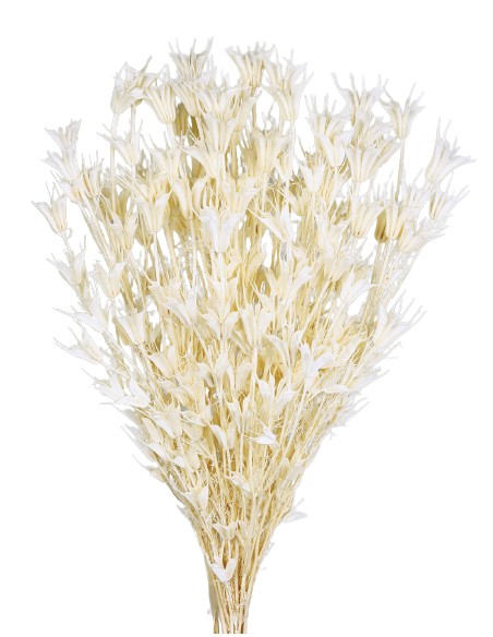 NIGELLA ORIENTALIS 50 cms. BLANCO (00)