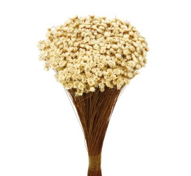 GLIXIA 50 cms NATURAL (01)