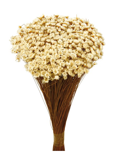 GLIXIA 50 cms NATURAL (01)